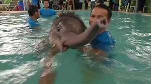 Watch this baby elephant be nursed back to health after escaping a trap. | Insider Tech