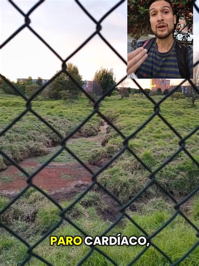 Descubre los Curis: Animalitos Bellos de Bogotá