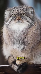 You won't believe what this rescued kitten turned into 🐱✨ #pallascat #animals #truestory