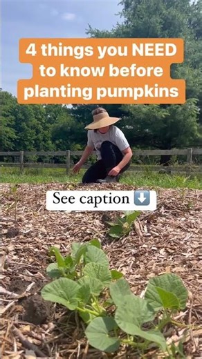 How to Grow Pumpkins