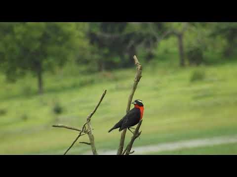 O CANTO DO PÁSSARO PEITO-VERMELHO-GRANDE (Sturnella defilippii)
