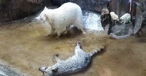 Un mapache ¿que se come a otro mapache? Esto denunciaron en la Jungla de Timo en Monterrey
