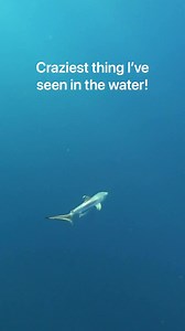 14K views · 228 reactions | Incredible sighting on yesterday's dive! A newborn Tiger Shark no more then a few hours or a day old! Notice the umbilical cord still attached. We have only seen 3 baby Tigers like this in over 10 years. If this baby can make it past the gauntlet the ocean will challenge this shark will become the second largest predatory shark in the ocean. We wish them the best as they swim on! Shot by dive guide @sofaloaf23 | Florida Shark Diving | Facebook