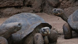 It's World Turtle Day and the OKC Zoo is celebrating