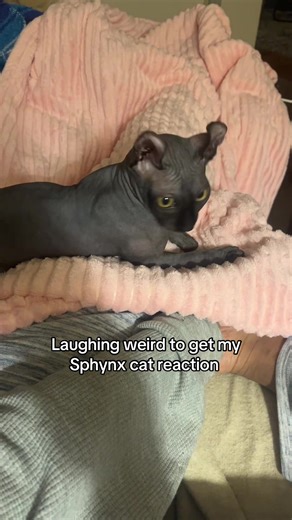 Sphynx Cat's Hilarious Reaction to Laughter