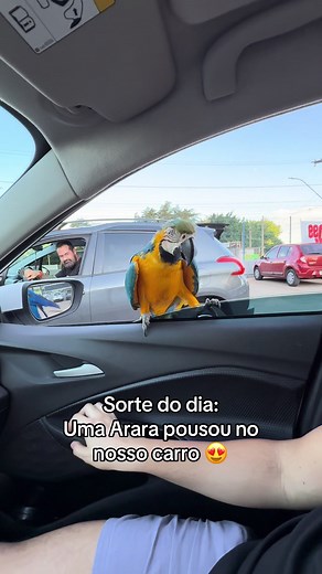 Sorte do Dia: Arara Canindé Encanta com sua Beleza