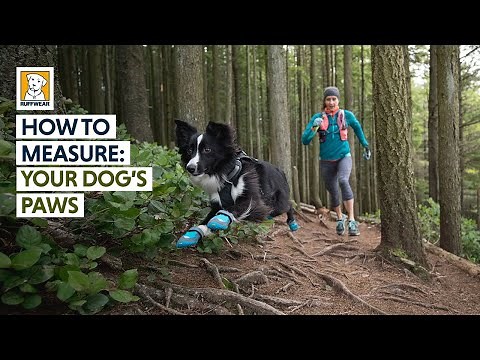 How To Measure: Your Dog's Paws