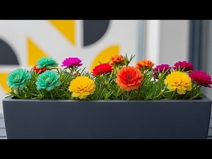 How to Grow Portulaca Plant @vlogforplants #plants #flower