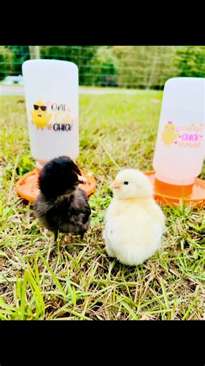 TGEYD Chick Feeder and Waterer Set – Automatic 1L Chicken Feeder 🔗⬇️❤️