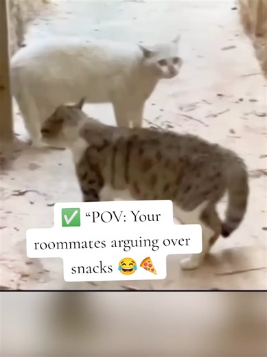 #creatorsearchinsights “When Cats Become WWE Superstars 🐱💥🤣”#funnycats #catfight #catsoftiktok#247