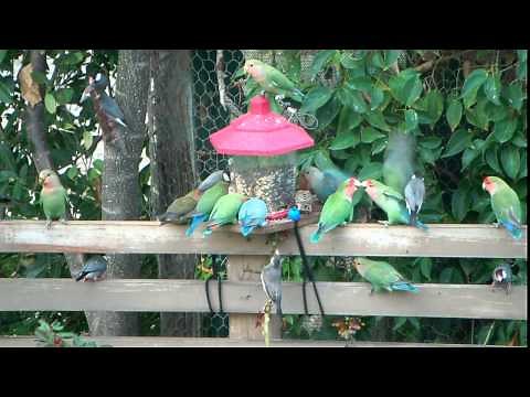 Wild Lovebirds of Maui