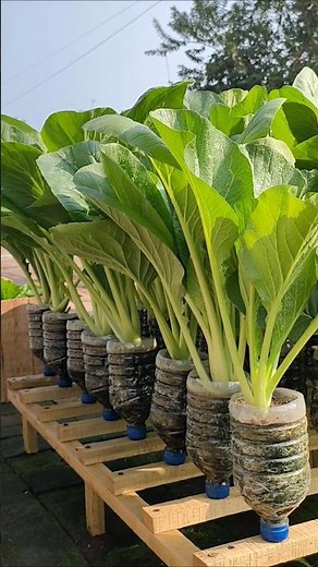 budidaya sawi caisin dibotol bekas #garden #berkebun #budidayatanaman #pertanian