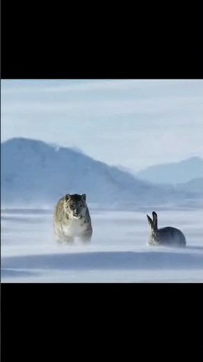 Snow Leopard Races a Rabbit in the Wild!