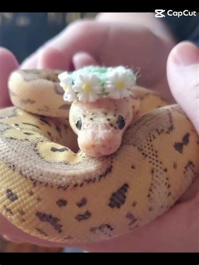 I love corn snakes 🐍