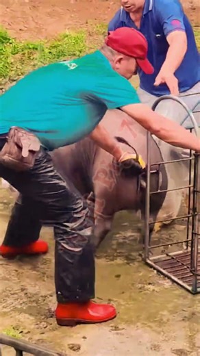 Daily Life of Wild Pigs in China – Nature You’ve Never Seen Before 🐗🌏 #china #wildpig