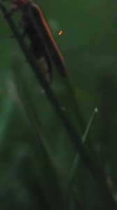 13K views · 2.4K reactions | Fireflies are facing extinction due to growing firefly festivals, pesticides and light pollution. Watch the entire video here: https://fb.watch/m3EHKx3UXV/?mibextid=qC1gEa #environment #sustainable #firefly #nature | Scroll | Facebook