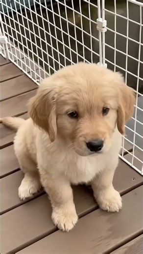 Golden retriever puppy is barking
