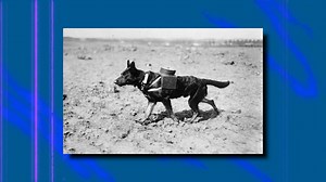 Exploding Dogs: When the USSR Went Too Far