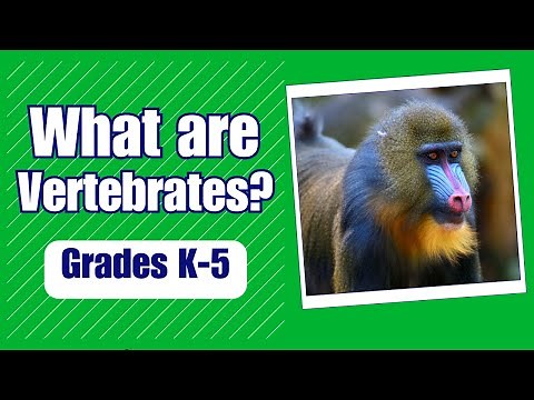 What is a Vertebrate - More Grades 2-5 Science