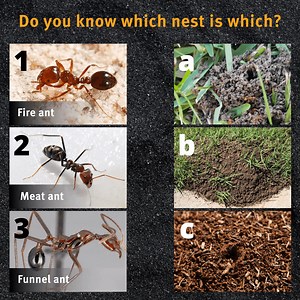 21K views · 178 reactions | 80% of people don’t know the answer to this question! You might know what a fire ant is, but what do their nests looks like?   Tell us in the comments below which ant matches which nest. Want some tips on how to identify fire ant nests? Check out www.fireants.org.au/look/nests Look. Report. Treat. Together we can protect Australia. ✊ #NFAEP #LookReportTreat #fireants #biosecurity | Biosecurity Queensland | Facebook