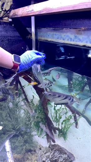 Archerfish snack time! 😋🐟 Banded Archerfish are native to Indo Pacific and Oceanic waters, and are known for their incredible ability to project jets of water from their mouths to catch snacks. Large members of this species can hit their target from almost 10 feet away! Come check them out at the Friedrich Aquarium during your next visit! | San Antonio Zoo