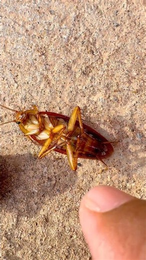 Ohhh Look at this insect, Cockroach #wildlife #insect #reptiles #dracolizard #lizard #reptilelife
