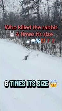 Sadly 😢 during my forest walk I witnessed Stoat ( kind of weasel) killed Rabbit 🐰 & dragged