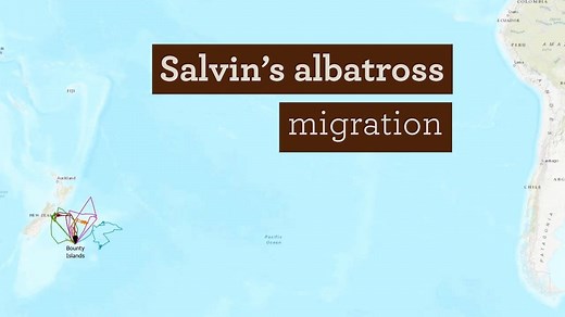 4.5K views · 134 reactions | This is the first-ever World Albatross...