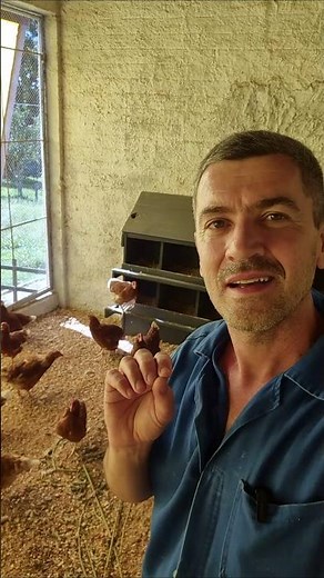 Producing Eggs to Make Money in 2026