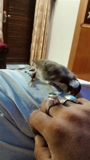 Yellow Vented Bulbul/ white eared bulbul enjoy