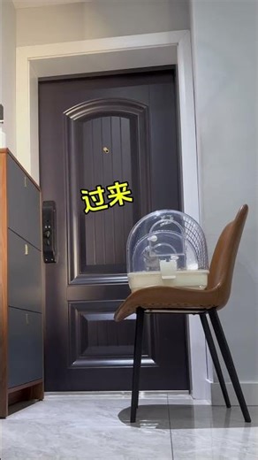 原来小鸟也会急眼#鹦鹉 #萌宠#动物#萌宠#animals#cute#funny#pets