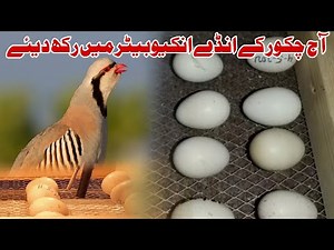 chukar partridge eggs Set In Incubator || Chakor Ke Ande Incubator Mein || HC Birds Information