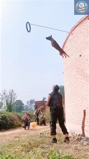 AMAZING DOG HIGH JUMP! 🐕🔥 World Record Breaker? | Next2Wild