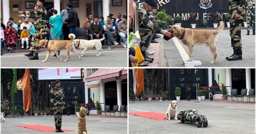 How BSF Trains Its Dogs to Sniff Bombs, Track Intruders & Save Lives