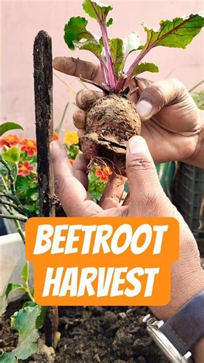 Beetroot Harvest in Pots 😍 | Homegrown Success 🌱