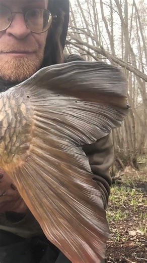 beau poisson de mars #carp #carpfishing