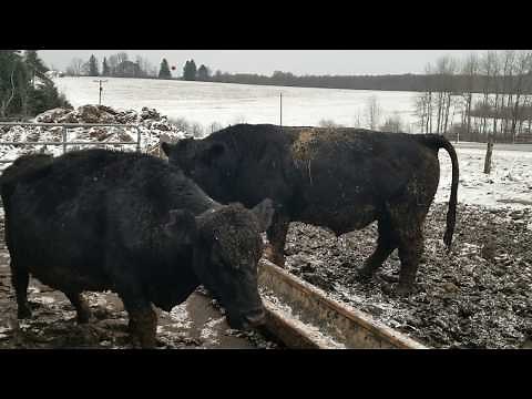 Homemade cattle feed trough