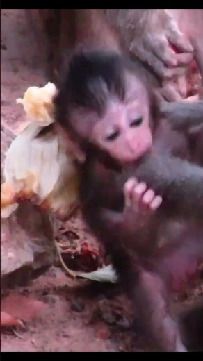Life of Monkeys: The baby monkey got angry and knocked its mother's food to the ground.