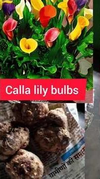 How to grow calla lily bulbs🌱🌺🌱#plantslover #gardening #winterfloweringplant #winterspecial