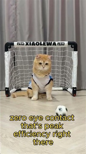 Cutest Goalkeeper You'll Ever See #cats #sports #cute #cats #cute