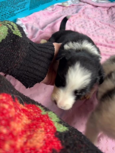 Dziś przedstawiam G-force DARWIN ! Jak ja lubię tego malucha ! Zawsze przyjdzie się potulić, odrazu zasypia na rękach no ideał 😍 ale też potrafi dojść do cyca pierwszy 😂 | Granica Wytrzymałości FCI