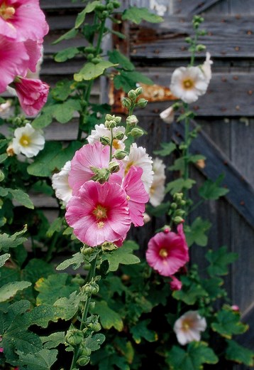 Learn How to Plant Hollyhock, the Flower of Cottage Garden Dreams