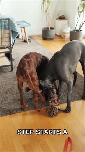 Why Descending Stairs Hurts Your Old Dog's Back Legs (And the Easy Fix)