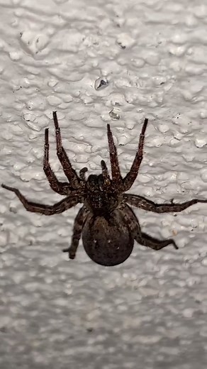 Should I do a update on this big girl #wolfspider #spiders #wildlife #GoForTheHandful #catchandkeep #florida #wolfspiders #cute