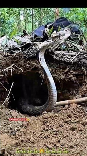 WHEN THE KING SAYS "STAY BACK"! 👑 #SHORTS