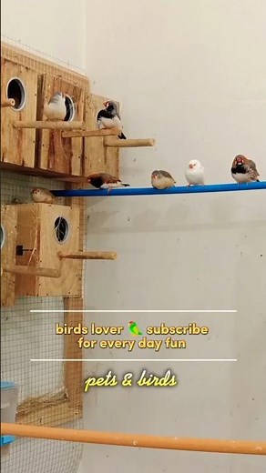 Beautiful Zebra Finches Mutation | Rare Color Variations and Singing Moments