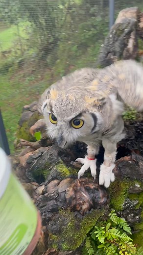 The owls have entered the dome!!!! 🦉 (Via - sonicowl) #Owls #SuperBowlLIX #SuperBowl2025 #Funny #Owl #OwlVideos #Animals #Eagles #Chiefs To license content found in this video, email licensing@jukinmedia.com | The Pet Collective