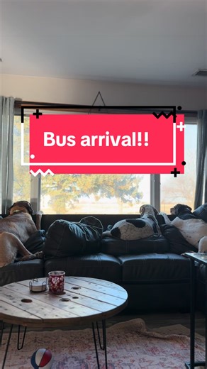 Exciting Arrival of Ms. Hope and Her Happy Dogs