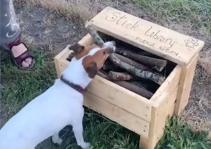 Craftsman Builds a Stick Library for Dogs at the Park