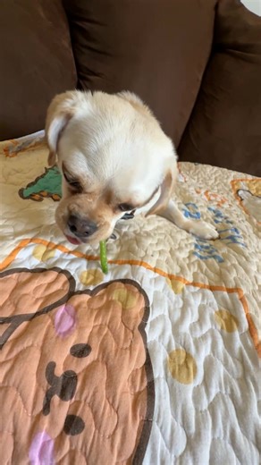 Live! 3 legged pug bug gets a delicious frozen treat. Can you guess what it is? #puglove #foodie #relatable #doglovers #beachlife | All About Walter